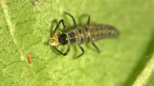 Larva Under the Microscope, the Initial Stage of the Coccinellidae Larva (Ladybug)