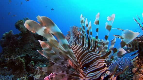 Red Sea Lion Fish