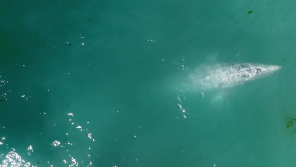 Watching Lonely Wild Grey Whale in Natural Habitat Swims in Smooth Ocean Water