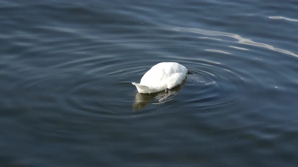 Swan eating from the bottum of the lake in Stockholm