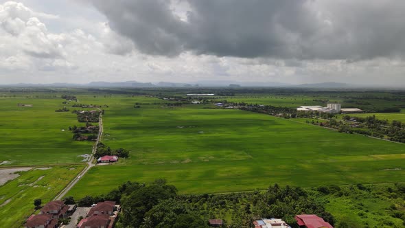 The Paddy Rice Fields of Kedah and Perlis, Malaysia