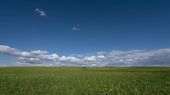 Beautiful Shot Over Yellow Dandelions with White Clouds Passing By in Timelapse