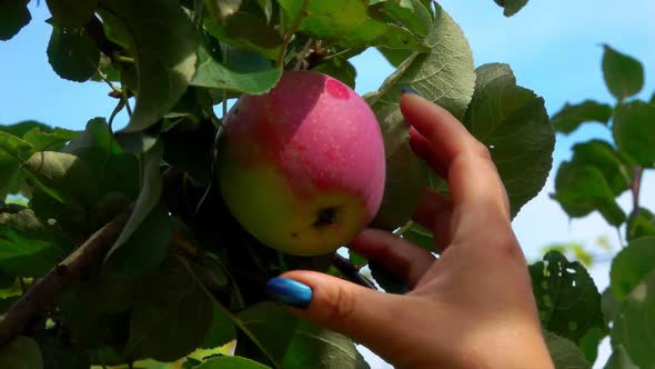 Female Hand Picks a Juicy Apple From a Tree Branch