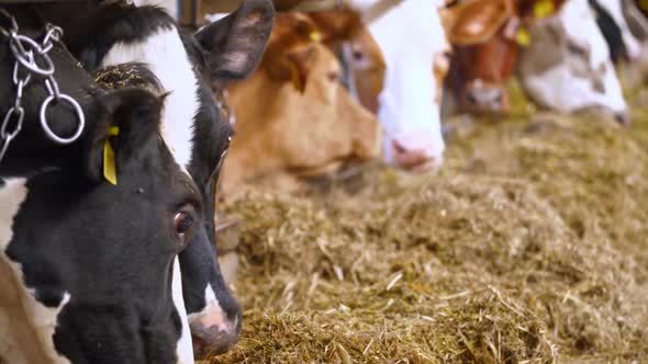 Cows eat hay on the farm. Row of cows sticking their heads out bars of stable to feed