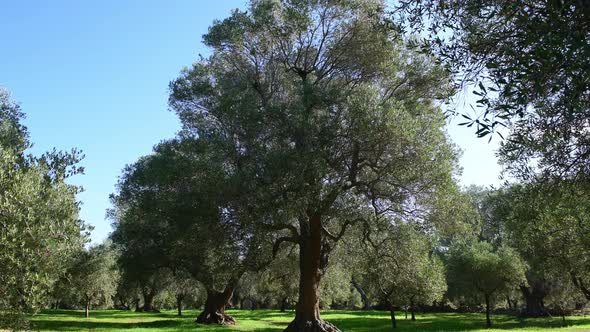 Olive trees on a grove in Salento, Puglia Region, South Italy. T