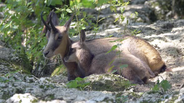 Cute Adult Goat-Antelope and Baby resting together in rocky Wilderness,close up