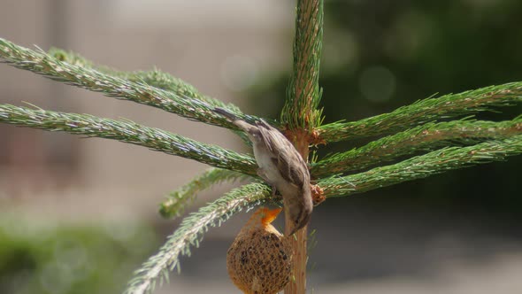 House sparrow came on pine branch and peck feed from the trough