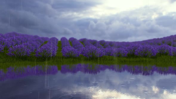 Lavender Reflection In Water