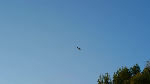 A Bird Flying Into The Distance At Sunset. Seagull In The Sky