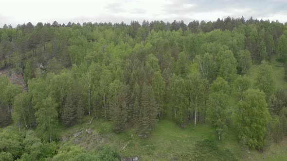 Green forest from above