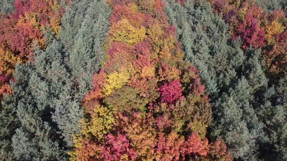 Birch and Coniferous Forest is Planted in Rows