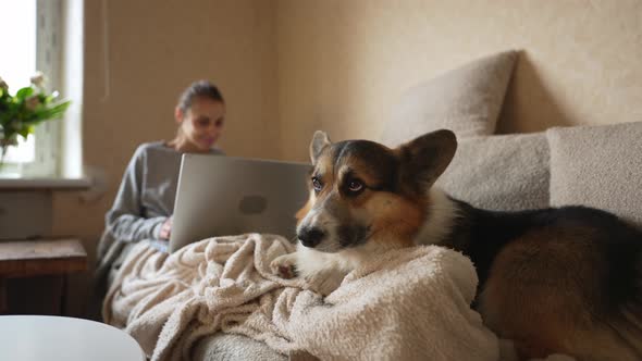 Welsh Corgi Pembroke Lying on Sofa in Living Room