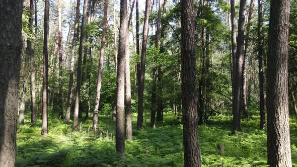 Trees in the Forest By Summer Day