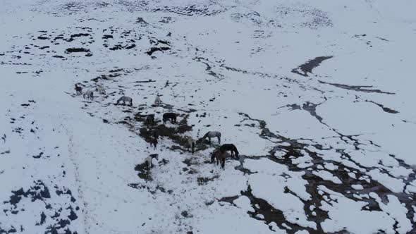 Horse In Mountain