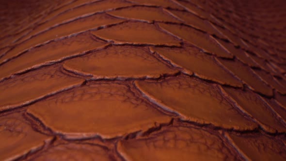 Texture of Real Brown Exotic Animal Leather Very Close Up
