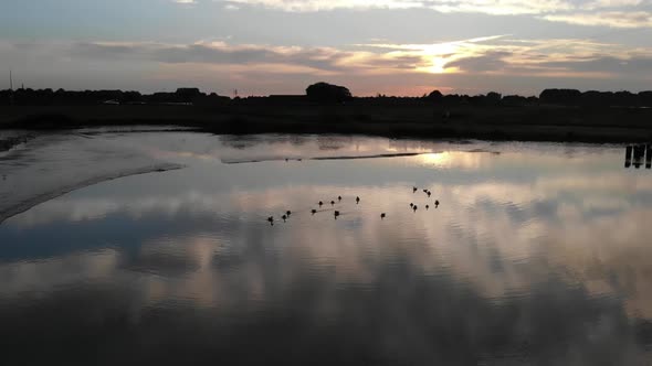 gooses swiming away during sunset