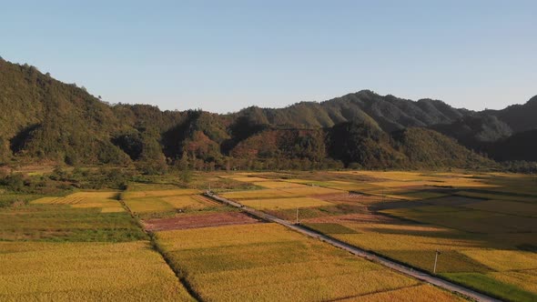 Rice Rural Paddy Field