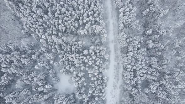 Snow Covered Forest in Winter with a Narrow Path