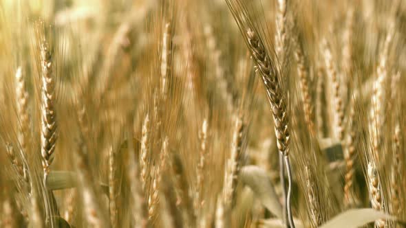 Grain Field