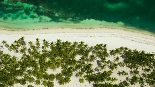 Sandy Beach and Tropical Sea