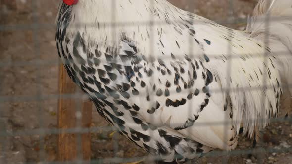 Beautiful Rooster Breed in a cage.