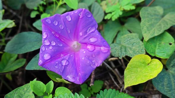 Purple Flower