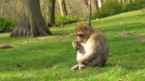 A macaque monkey in a green forest