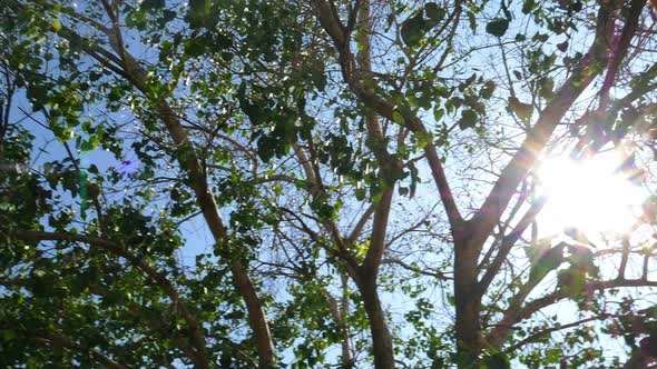 Under Ficus Religiosa Tree View 