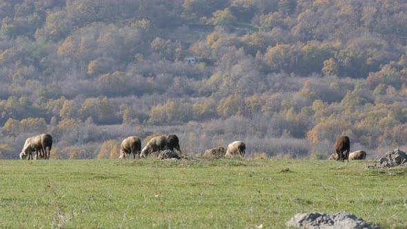 Flock Of Sheep Grazing On A Green Meadow