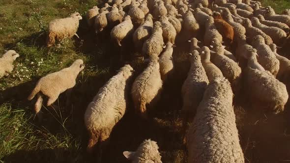 Herd of Sheep Is Running.