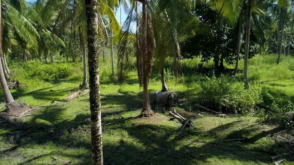 Drone shot of a buffalo standing on a small pond inside coconut farm.