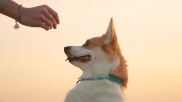 Woman Trains Cute Dog During Beach Walk Under Sunset Sky Outside Spbi