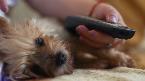 Close-up of the dog resting and watching TV the hand of the mistress holds the remote control