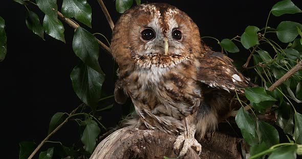 Eurasian Tawny Owl, strix aluco, Adult in Foliage, Normandy, Real Time 4K