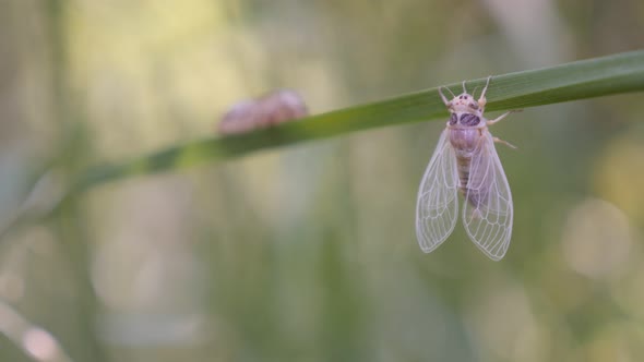 Cicada Cicadoidea Hemiptera with molting shell 4K footage