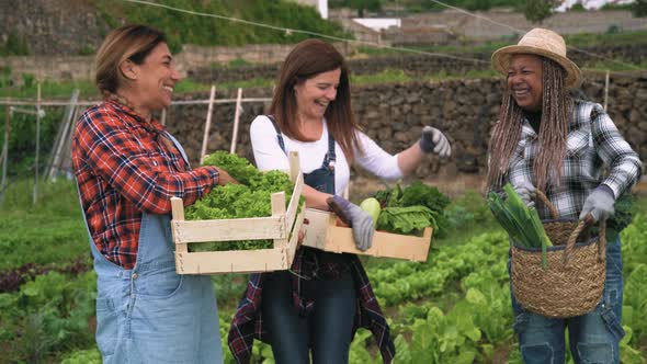 Multiracial female farmers working in countryside holding wooden basket containing fresh vegetables