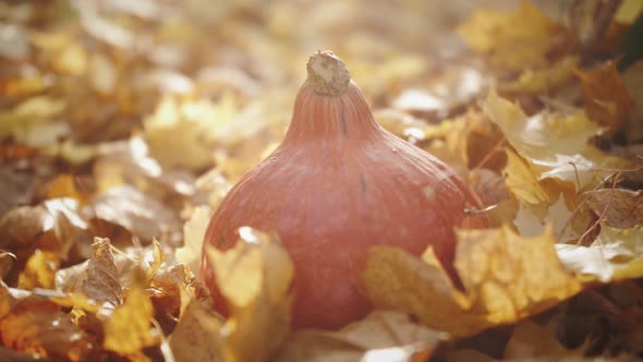 Orange Pumpkin Halloween Symbol in the Autumn Forest on Leaves