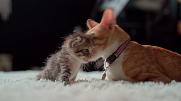 Cute Little Kittens on a Furry White Blanket