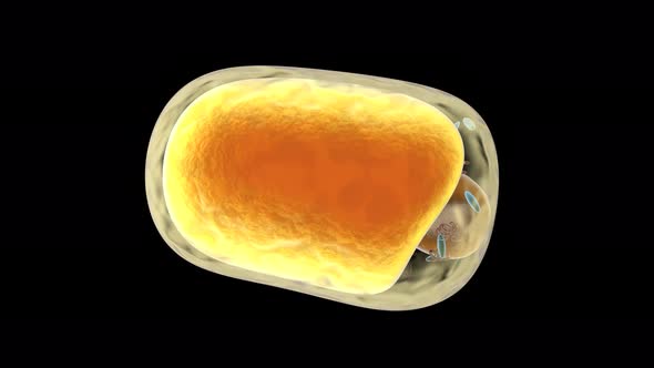 Morphing Fat Cell