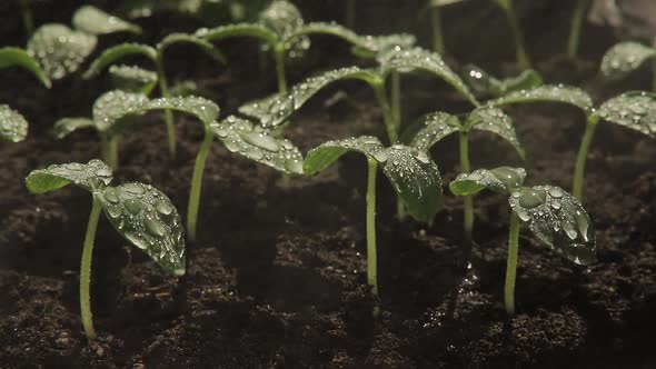 Drops of Water on the Leaves of Cucumber Seedlings