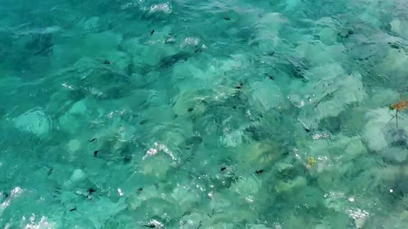Aerial drone view from above of marine life, large number of trigger fish in turquoise water on a tr