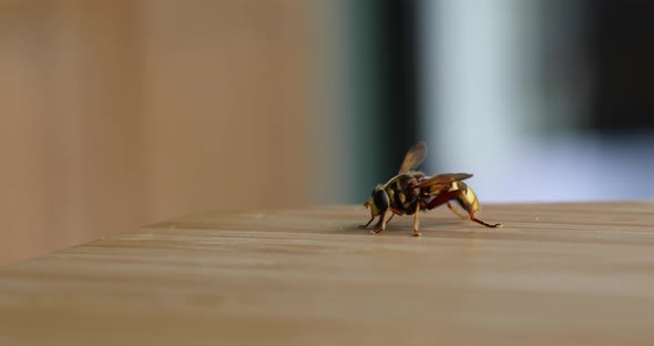 A Bee on the table 4k