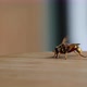 A Bee on the table 4k - VideoHive Item for Sale