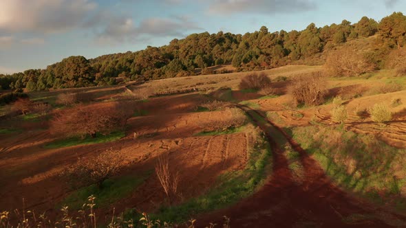 Aerial dolly over agricultural plantation with almond trees at dawn