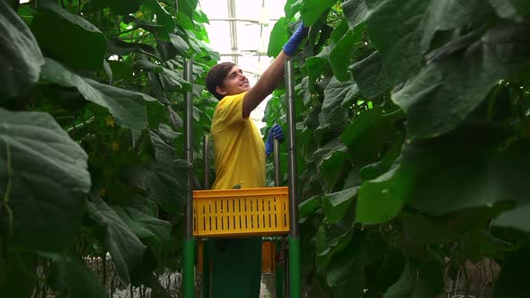 Man Moving Along Row of Green Plants in Hydroponic Greenhouse and Smiling Spbd