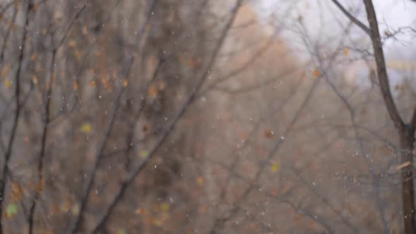 First Snowfall in Late Autumn