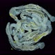 Worms Aeolosoma sp. under a microscope, Aeolosomatidae family - VideoHive Item for Sale