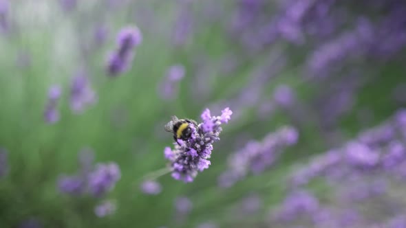 Flying Bumblebee Gathering Pollen From Lavender Blossoms