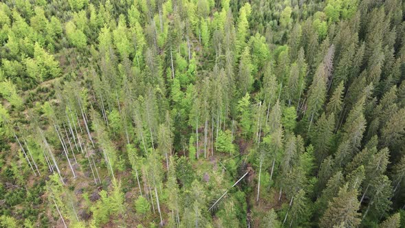 Spruce Forest. Slow Motion. Carpathian Mountains. Ukraine. Aerial.