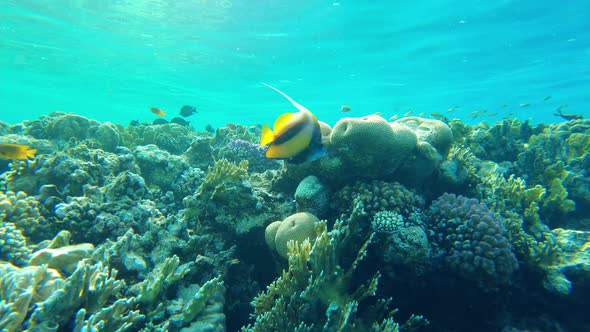 Butterfly Fish (Heniochus Intermedius) Close Up in the Red Sea Slow Mo